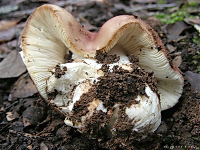 Russula vesca